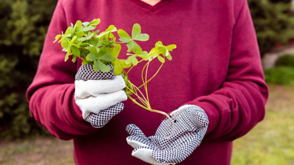 Ce plante merită plantate toamna